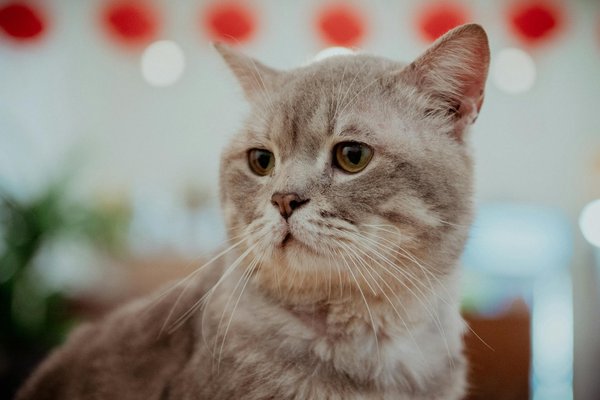 Unlocking opportunities: how uk homebuyers can maximize government grants and incentives