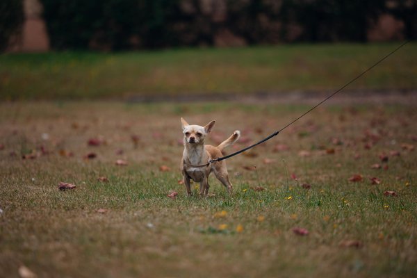 What Are the Historical Inspirations Behind Iconic UK Women's Fashion?